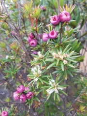 Cyathodes glauca