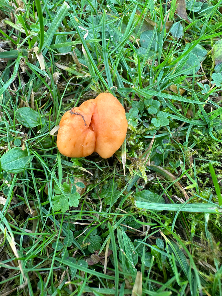 Cuphophyllus pratensis · December 2025 · photo: © lostculture (iNaturalist, cc-by)