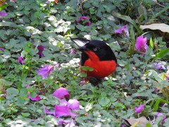 Laniarius erythrogaster