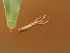 Miagrammopes orientalis