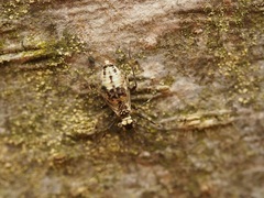 Idatenopsocus orientalis