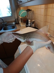 Mustelus mustelus