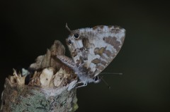 Cacyreus darius
