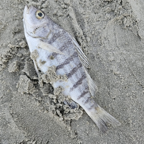 Barred grunt (Conodon nobilis) — Haemulidae — 5