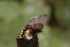 Cacyreus darius