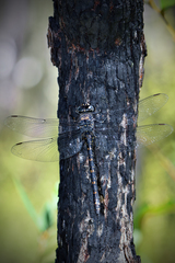 Austroaeschna anacantha