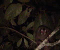 Aotus lemurinus