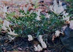 Astragalus permiensis