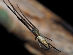 Tetragnatha praedonia