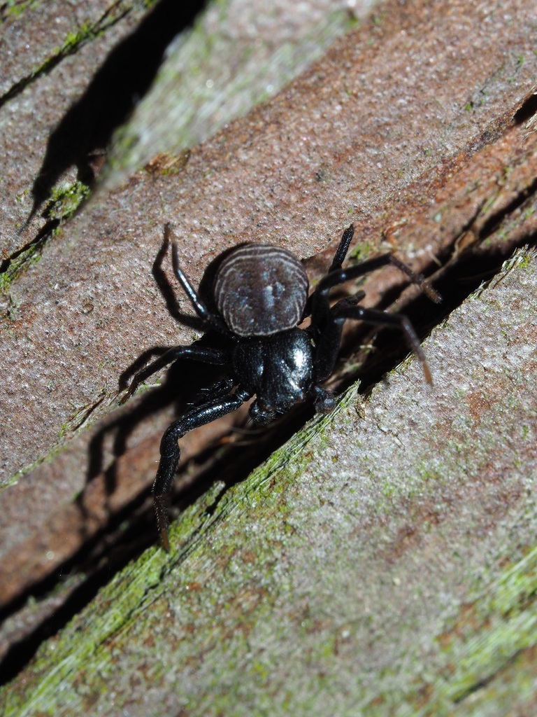 Coriarachne fulvipes