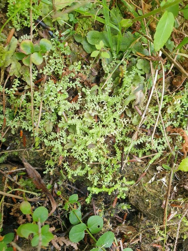 hidden spikemoss (Selaginella eclipes)