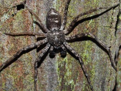 Philodromus spinitarsis