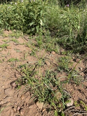 Cyphocarpa angustifolia