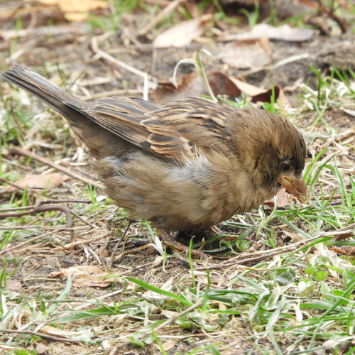 House Sparrow