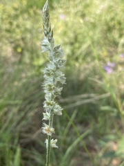 Cyphocarpa angustifolia