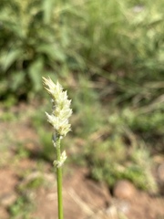 Cyphocarpa angustifolia