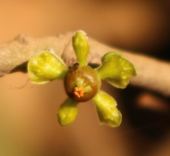 Salacia chinensis