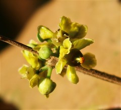 Salacia chinensis