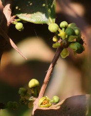 Salacia chinensis