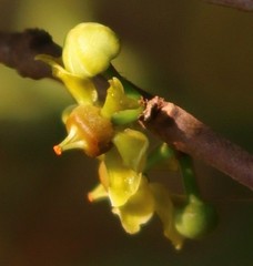 Salacia chinensis