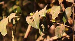 Salacia chinensis