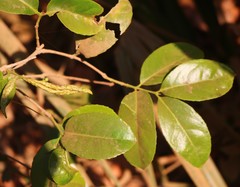 Salacia chinensis