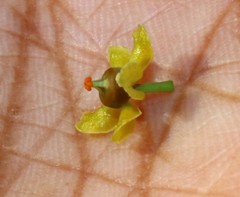 Salacia chinensis
