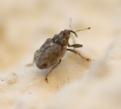 Ceutorhynchus pallidactylus