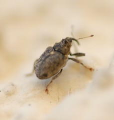 Ceutorhynchus pallidactylus