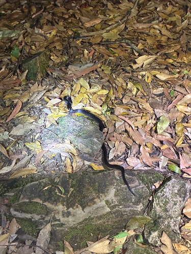 Eastern Small-eyed Snake sighting