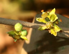 Salacia chinensis