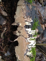 Phellinus laevigatus