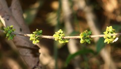 Salacia chinensis