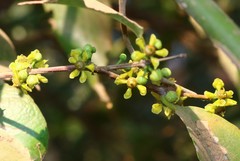Salacia chinensis