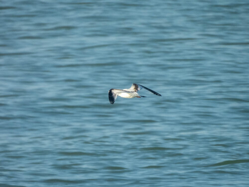 Little Gull, Velsen, Netherlands, photo 6 of 10