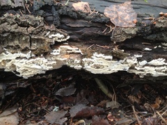 Rigidoporus corticola