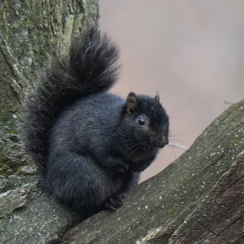 Eastern Gray Squirrel