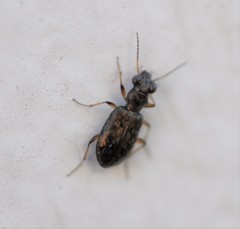 Asaphidion