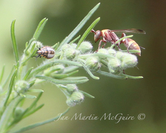 Polistes badius