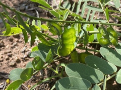 Senna italica arachoides