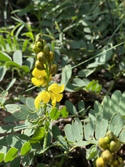 Senna italica arachoides