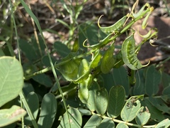 Senna italica arachoides