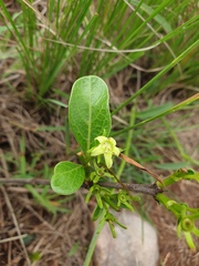 Vangueria