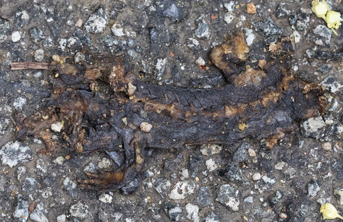 iNaturalist observation photo of California Newt