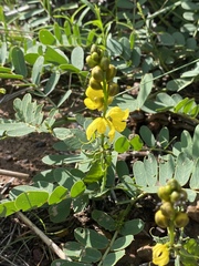 Senna italica arachoides