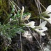 Astragalus permiensis - Photo (c) Mihail Knjasev, algunos derechos reservados (CC BY-NC), subido por Mihail Knjasev