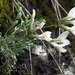 Astragalus permiensis - Photo (c) Mihail Knjasev, vissa rättigheter förbehållna (CC BY-NC), uppladdad av Mihail Knjasev