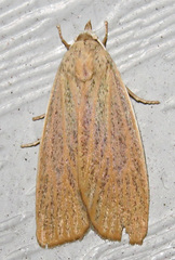 Palpidia pallidior
