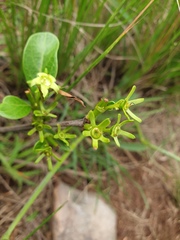 Vangueria
