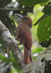 Dendrocolaptes sanctithomae